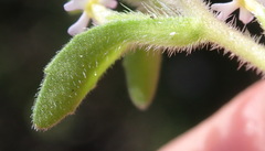 Zaluzianskya gracilis