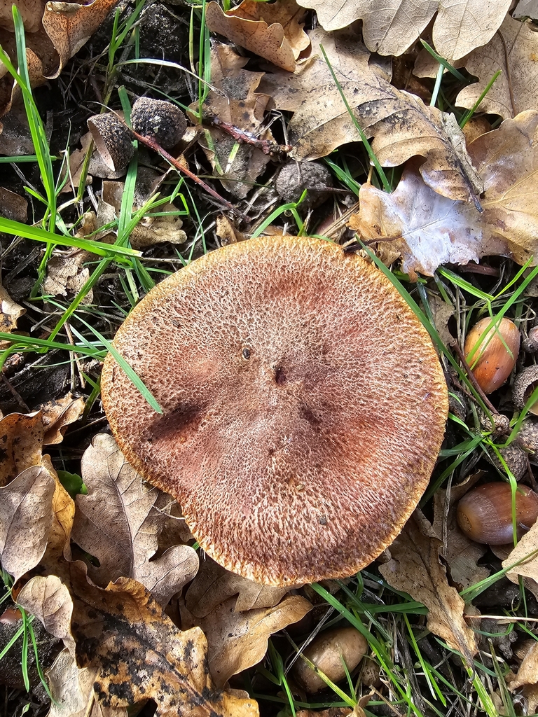 Suillus lakei · May 2025 · photo: © xmahliax (iNaturalist, cc-by-nc)