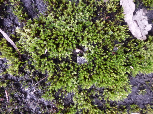 Image of Vinealobryum nicholsonii by (c) Susan Marley, some rights reserved (CC BY)
