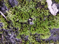 Vinealobryum nicholsonii