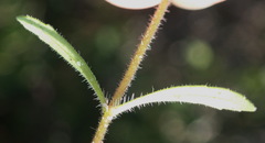 Zaluzianskya gracilis