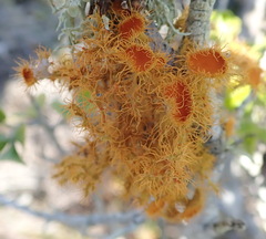 Teloschistes puber