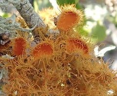 Teloschistes puber
