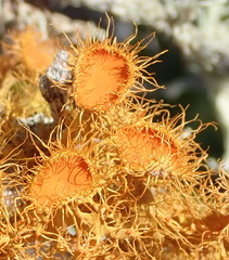 Teloschistes puber