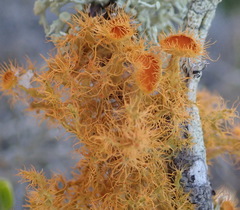Teloschistes puber