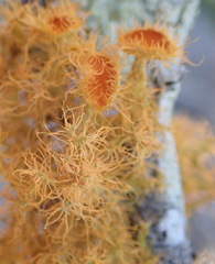 Teloschistes puber