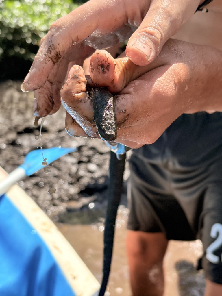 Elephant Trunk Snake (Acrochordus javanicus)