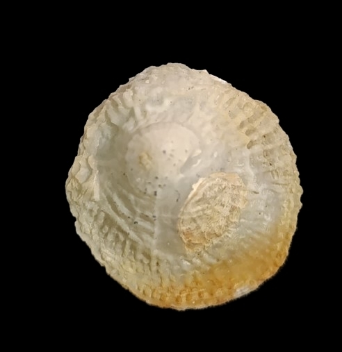 Cheilea corrugata