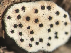 Poronia erici