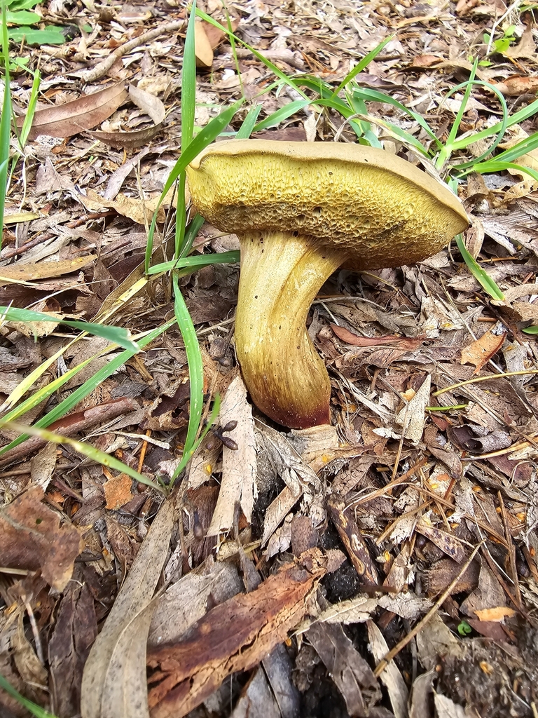 Xerocomellus cisalpinus · May 2025 · photo: © xmahliax (iNaturalist, cc-by-nc)