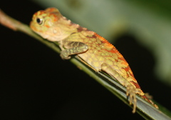 Gonocephalus bornensis