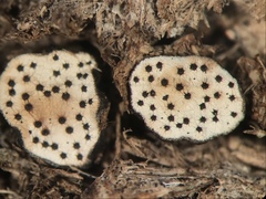 Poronia erici