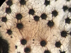 Poronia erici