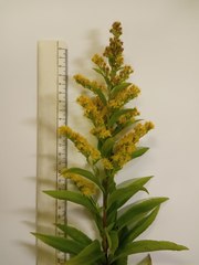 Solidago × snarskisii