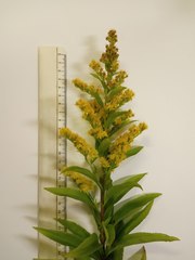 Solidago × snarskisii