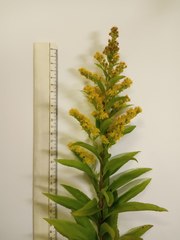 Solidago × snarskisii