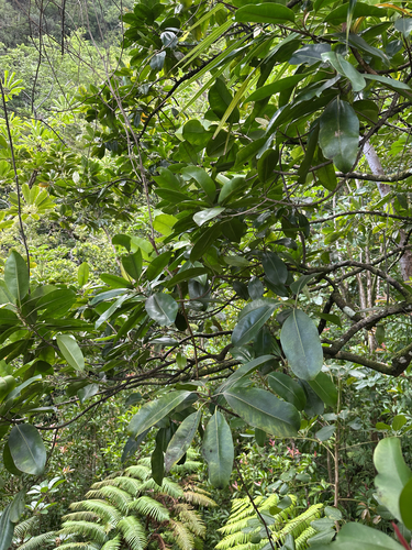 Planchonella sandwicensis observed 2025-05-07