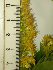 Solidago × snarskisii