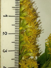 Solidago × snarskisii