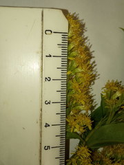 Solidago × snarskisii