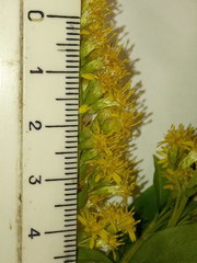 Solidago × snarskisii
