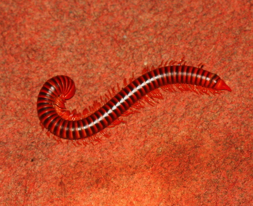 Diplopoda