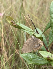 Neonympha areolatus