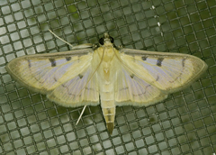 Lygropia tripunctata