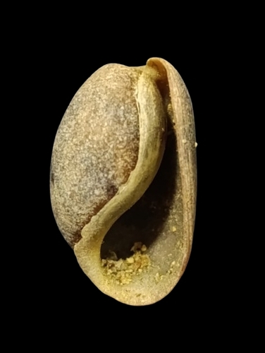 Bulla punctulata observed 2025-05-04