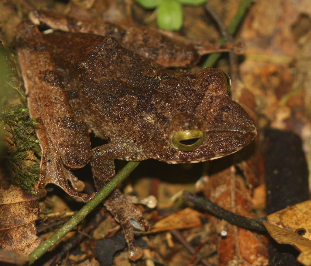 Borneo Bubble-Nest Frog