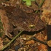 Hose's Bush Frog - Photo no rights reserved