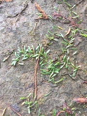 Lilaeopsis chinensis