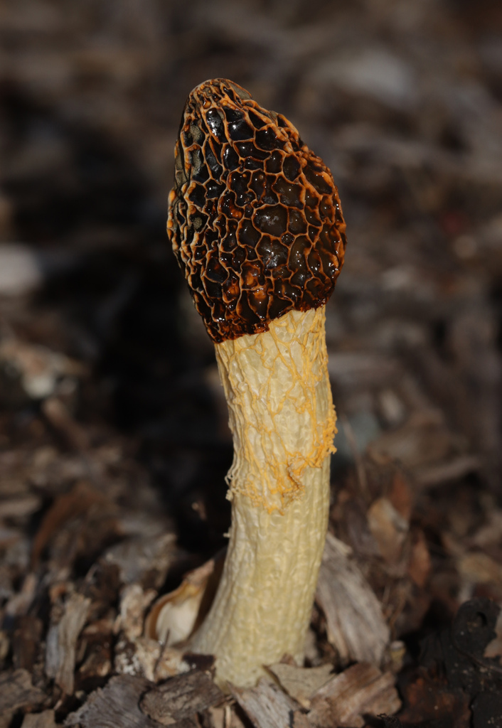 Phallus multicolor · May 2025 · photo: © lachlancopeland (iNaturalist, cc-by-sa)