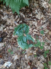 Platanthera macrophylla