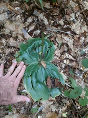 Platanthera macrophylla