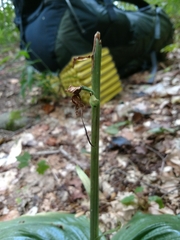 Platanthera macrophylla
