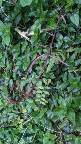 Gardneria multiflora (Gardneria multiflora)