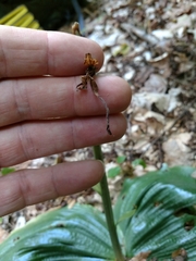 Platanthera macrophylla