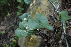 Dioscorea sylvatica