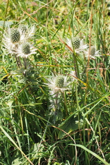 Eryngium alpinum