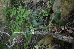 Dioscorea sylvatica