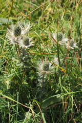 Eryngium alpinum