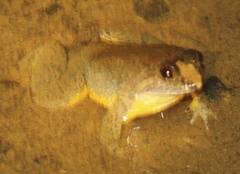 Occidozyga laevis