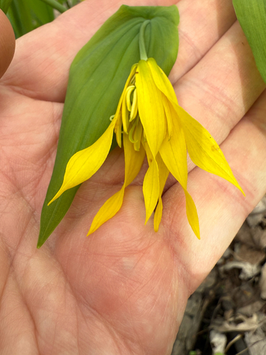 Uvularia grandiflora