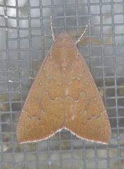 Anomis illita