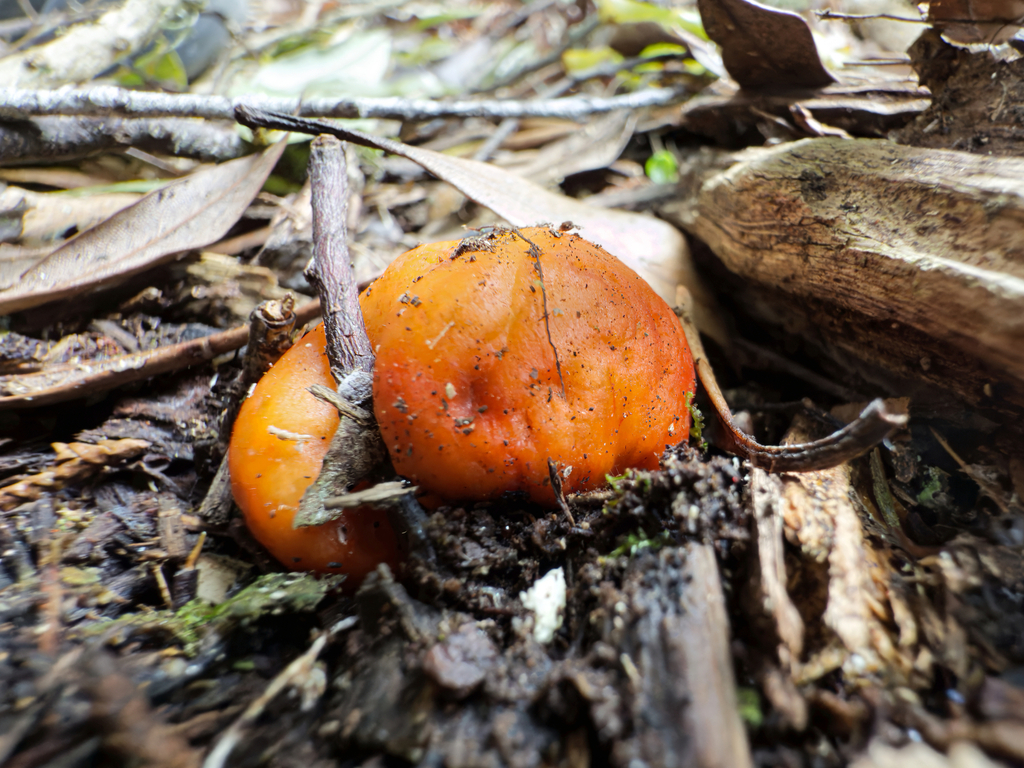 Leratiomyces erythrocephalus · May 2025 · photo: © jeremy_rolfe (iNaturalist, cc-by)