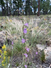 Penstemon putus