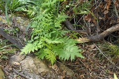 Pteris dentata