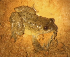 Limnonectes conspicillatus