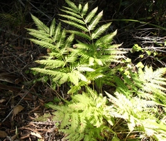 Pteris dentata